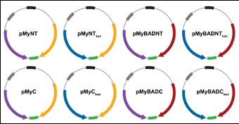The pMy vector series: eight plasmid maps — pMyNT, pMyC, pMyBADNT and pMyBADC, each with a kanamycin-resistance variant.