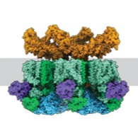 Cryo-EM structure of the mycobacterial ESX-5 type VII secretion system: the membrane complex (green) with a secreted substrate (orange).